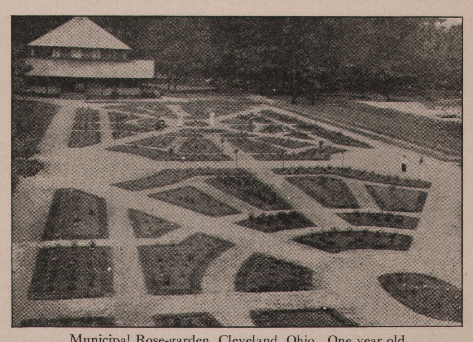 Municipal Rose-garden, Cleveland, Ohio. One year old