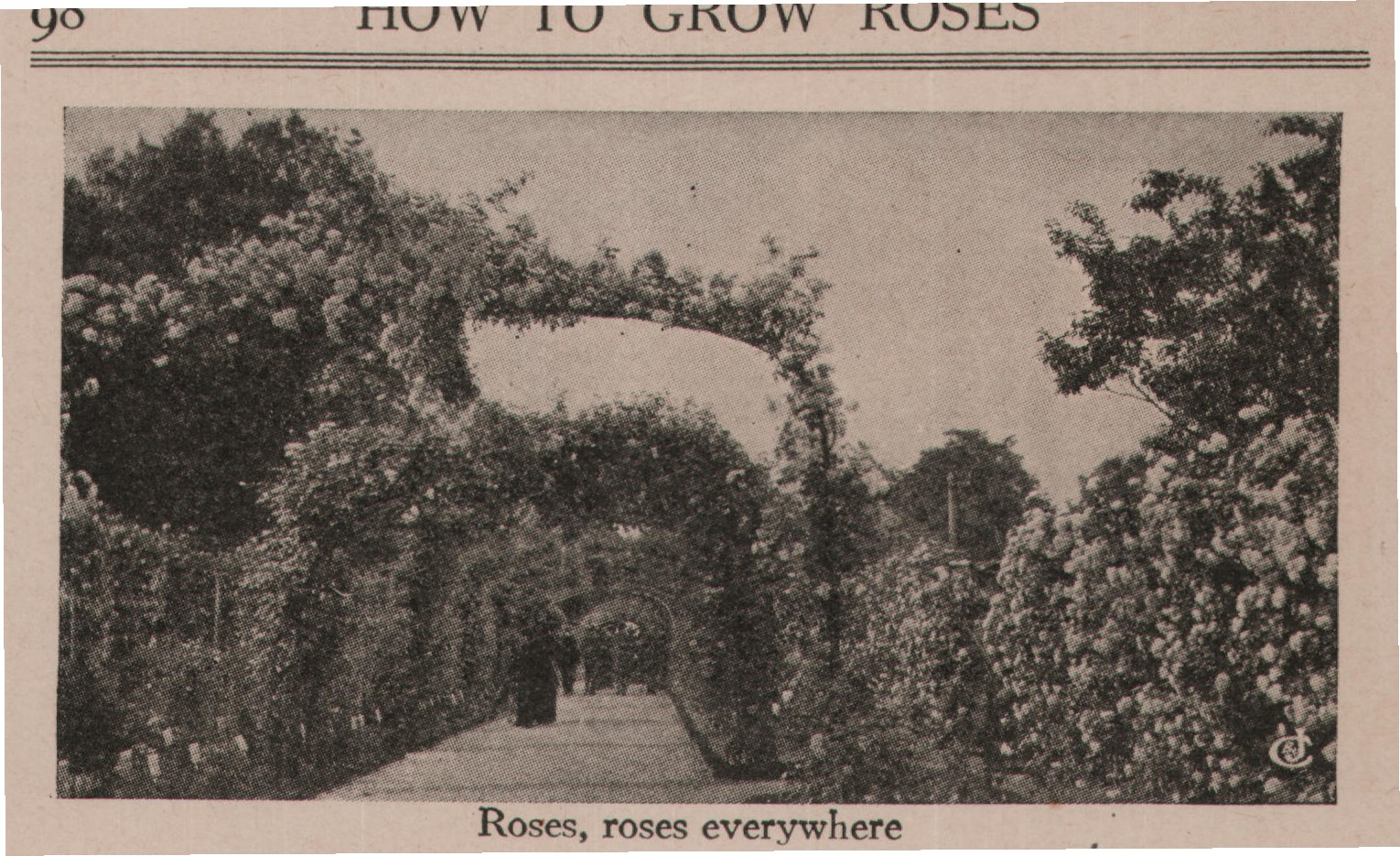 Roses, roses everywhere