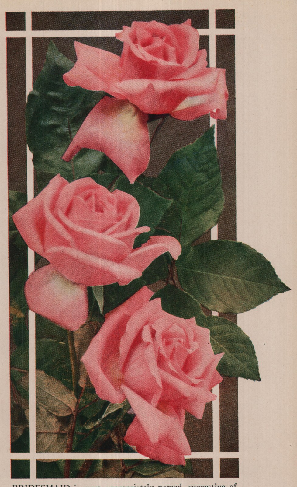 BRIDESMAID is most appropriately named, suggestive of