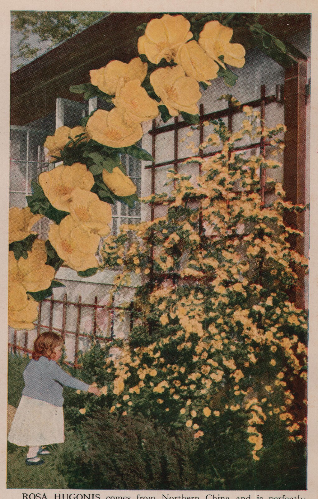 ROSA HUGONIS comes from Northern China and is perfectly