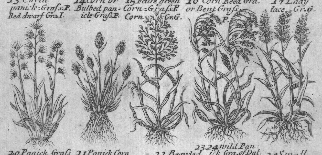 Engraved plant figure: Lufted Medon