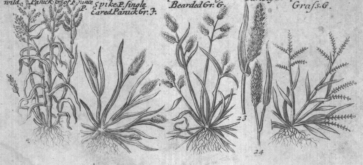 Engraved plant figure: Lufted Medon