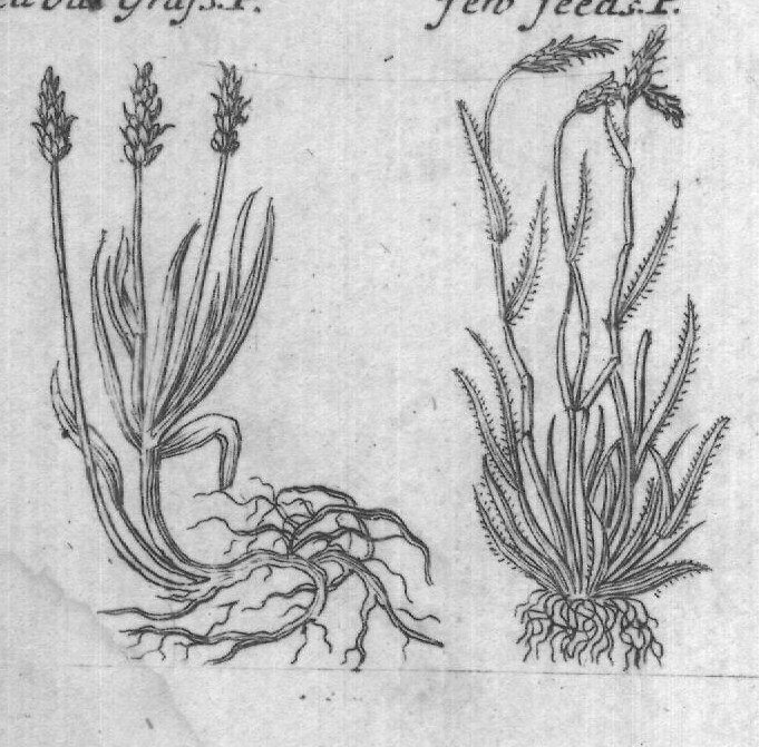 Engraved plant figure: Softleaf