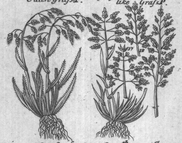 Engraved plant figure: Softleaf