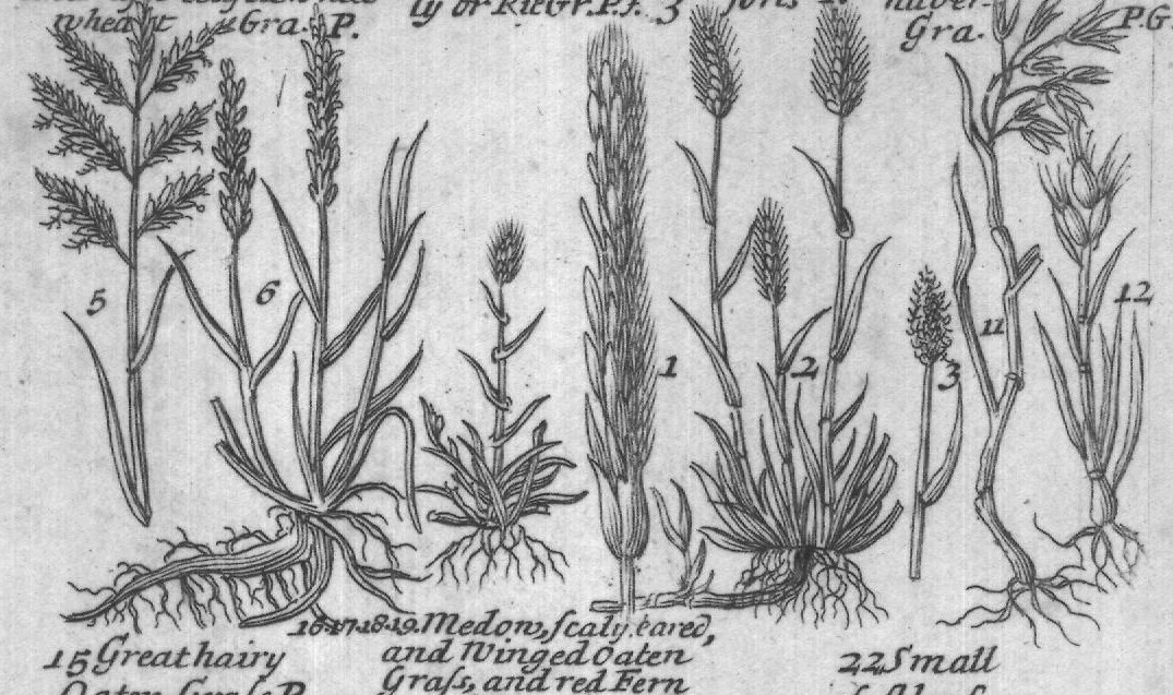 Engraved plant figure: Softleaf