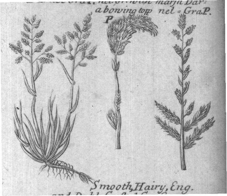 Engraved plant figure: Jingle Darnel