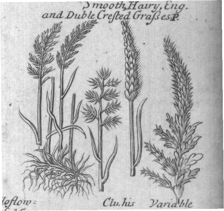 Engraved plant figure: Jingle Darnel