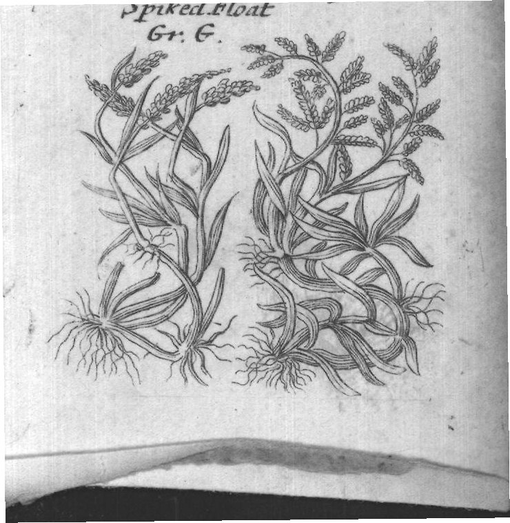 Engraved plant figure: Jingle Darnel