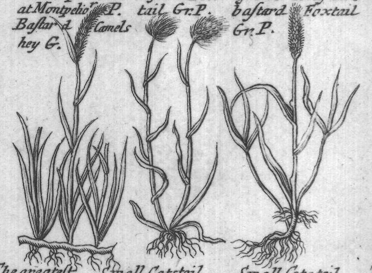 Engraved plant figure: Comon Canary