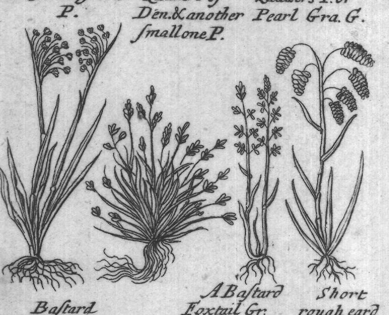 Engraved plant figure: Comon Canary