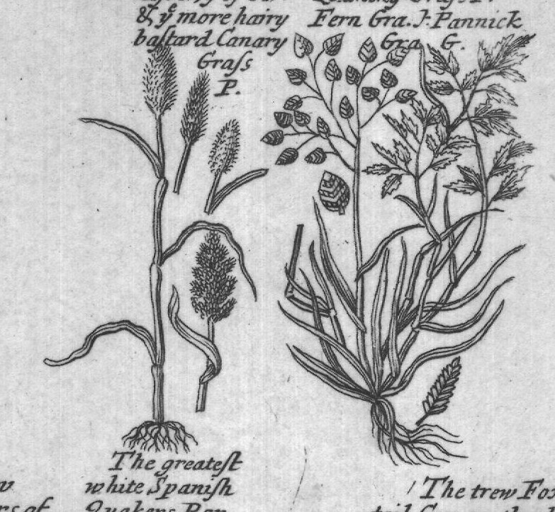 Engraved plant figure: Comon Canary