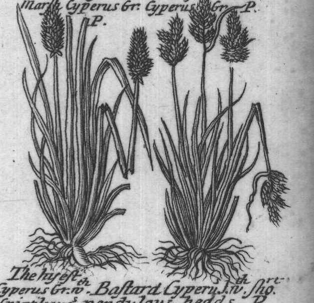 Engraved plant figure: Catstail Cyprus