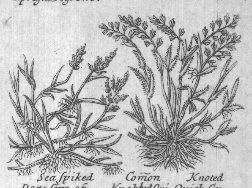 Engraved plant figure: Comon Quich