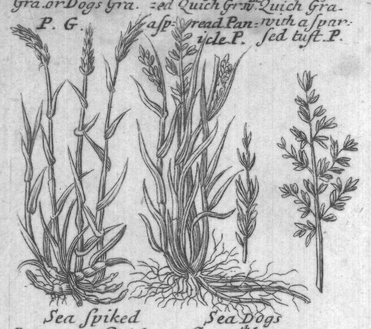 Engraved plant figure: Comon Quich