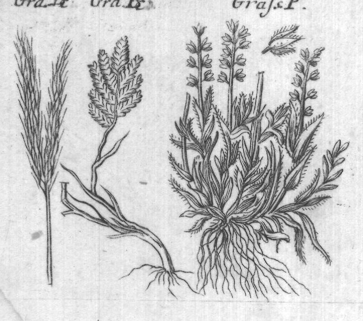 Engraved plant figure: Comon Quich