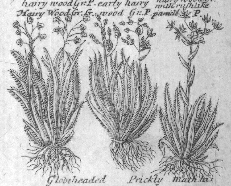 Engraved plant figure: Comon