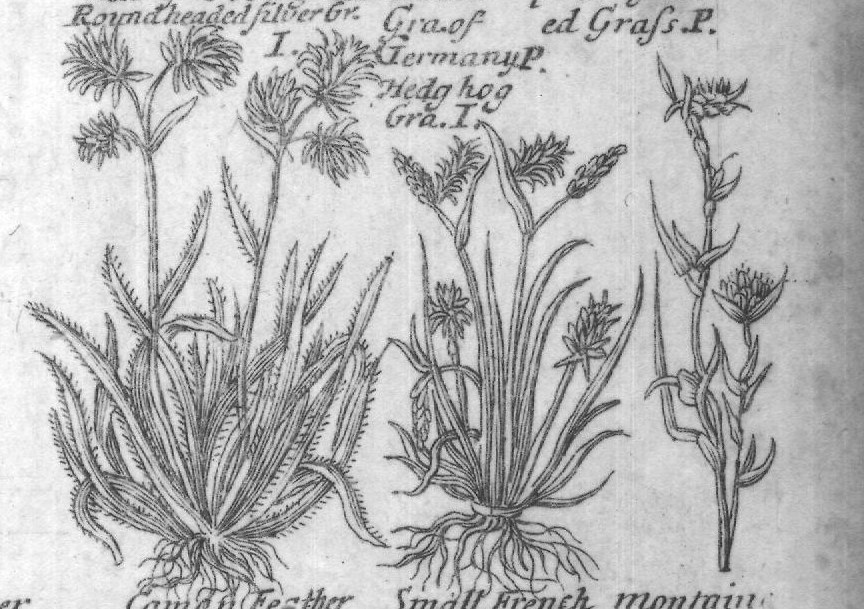 Engraved plant figure: Comon