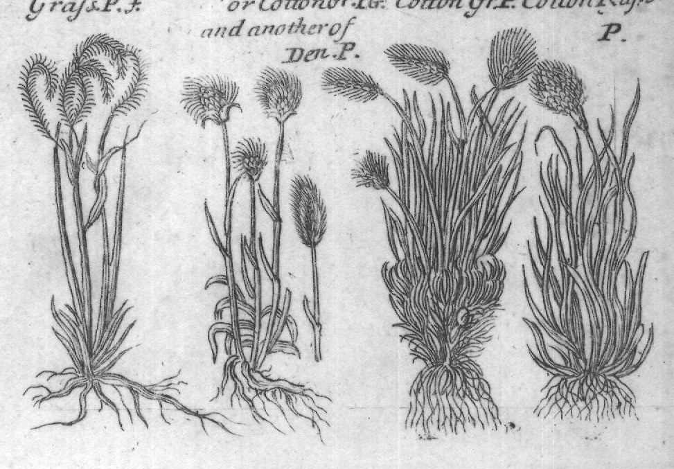 Engraved plant figure: Comon