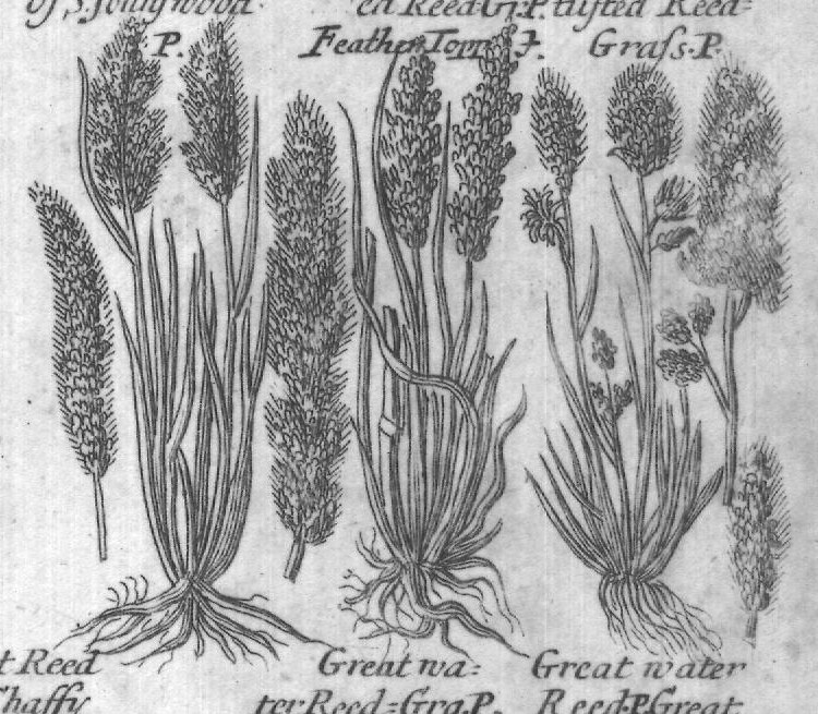 Engraved plant figure: Small The