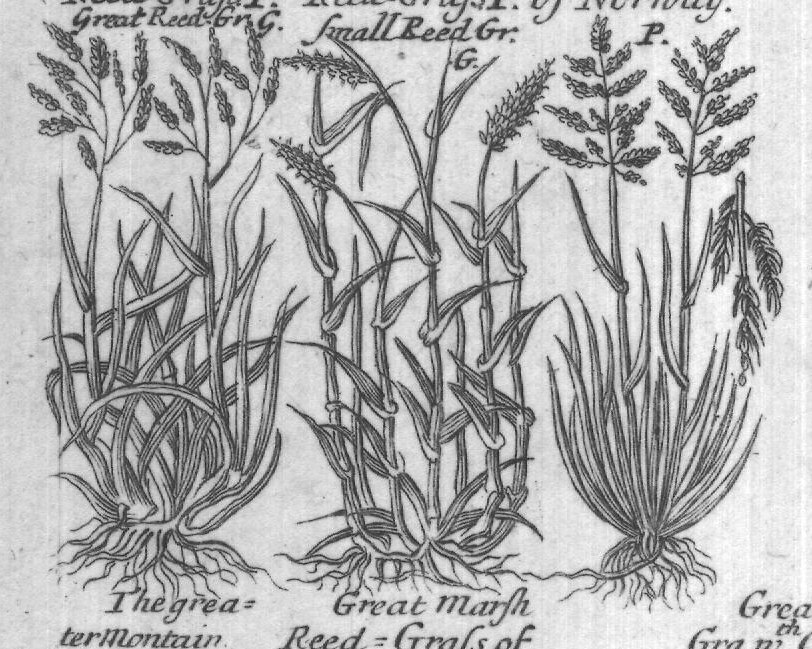 Engraved plant figure: Small The