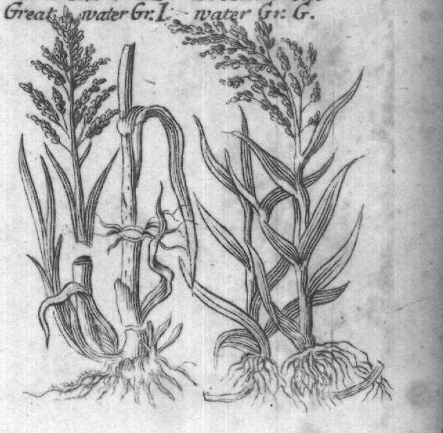 Engraved plant figure: Small The