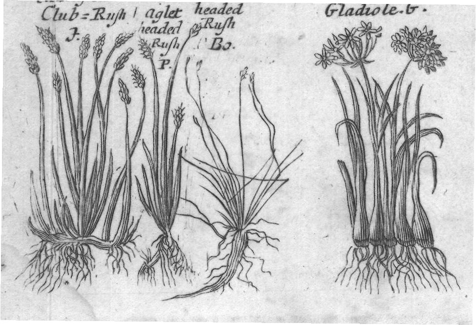 Engraved plant figure: Cyprus