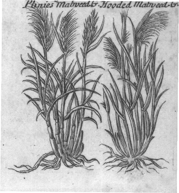Engraved plant figure: Cyprus