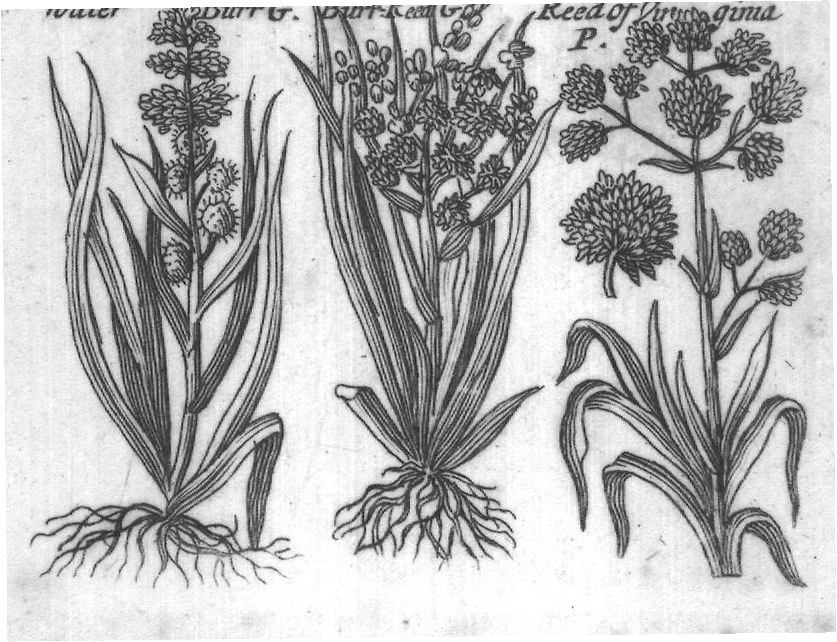 Engraved plant figure: Small
