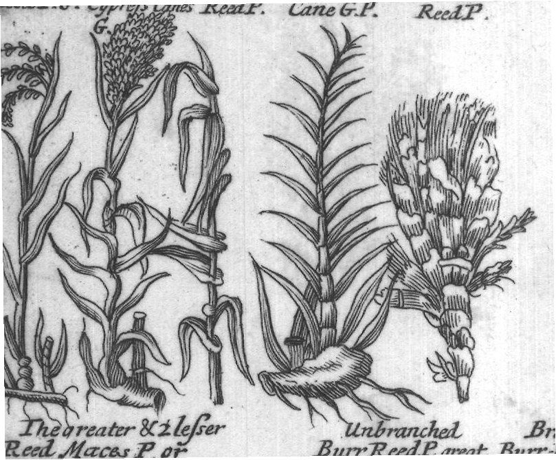 Engraved plant figure: Small