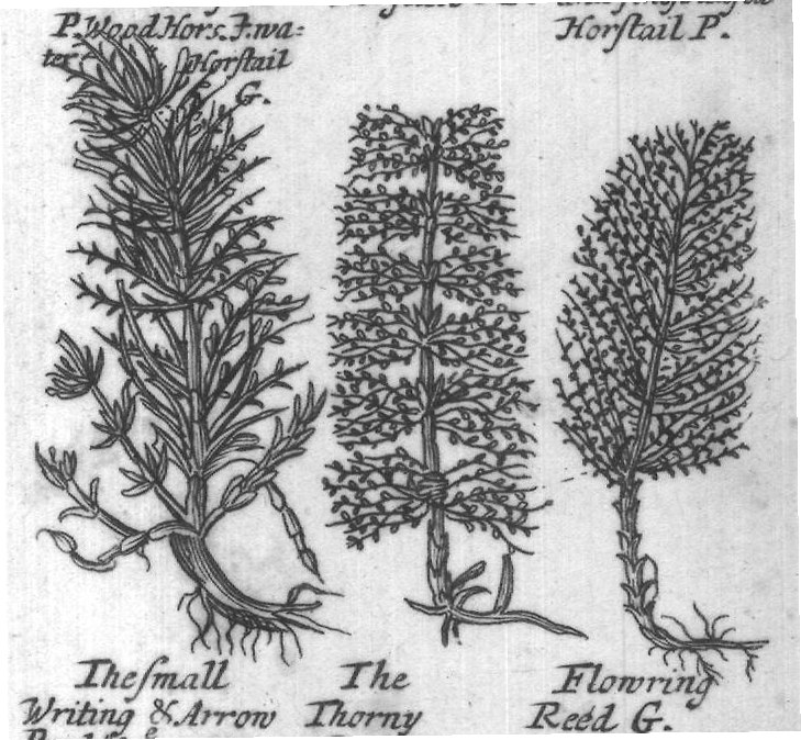 Engraved plant figure: Small