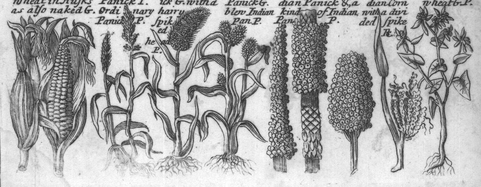 Engraved plant figure: White