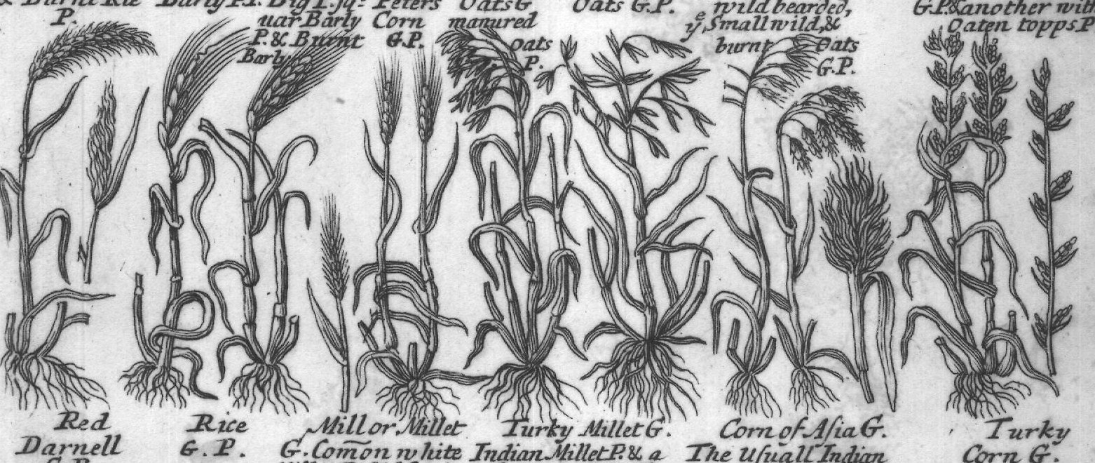 Engraved plant figure: White