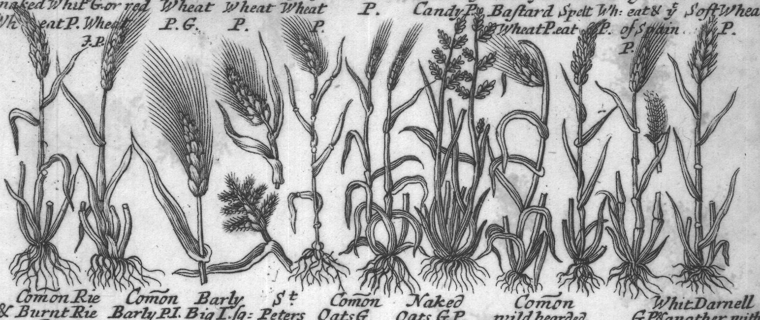 Engraved plant figure: White