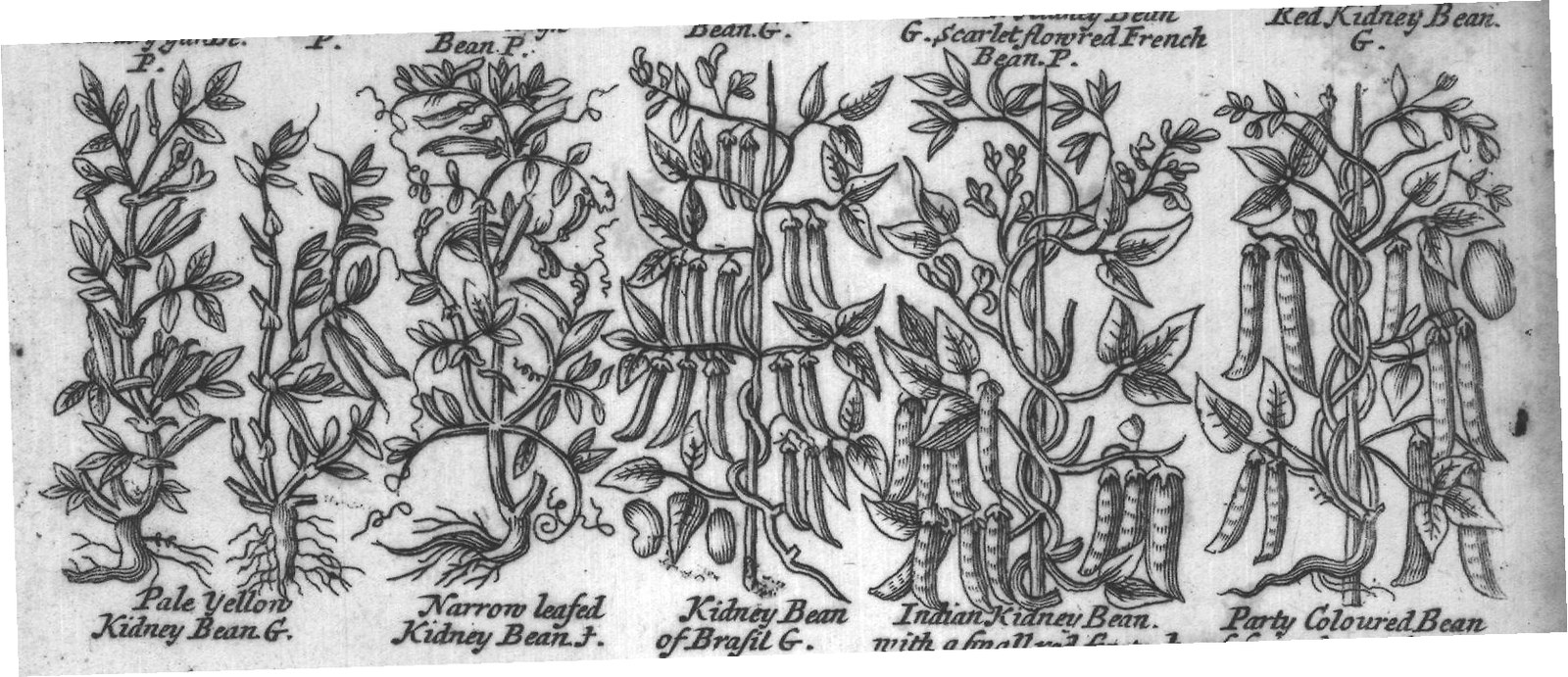 Engraved plant figure: Bean