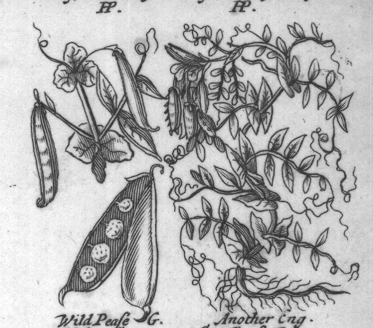Engraved plant figure: Ronncivall