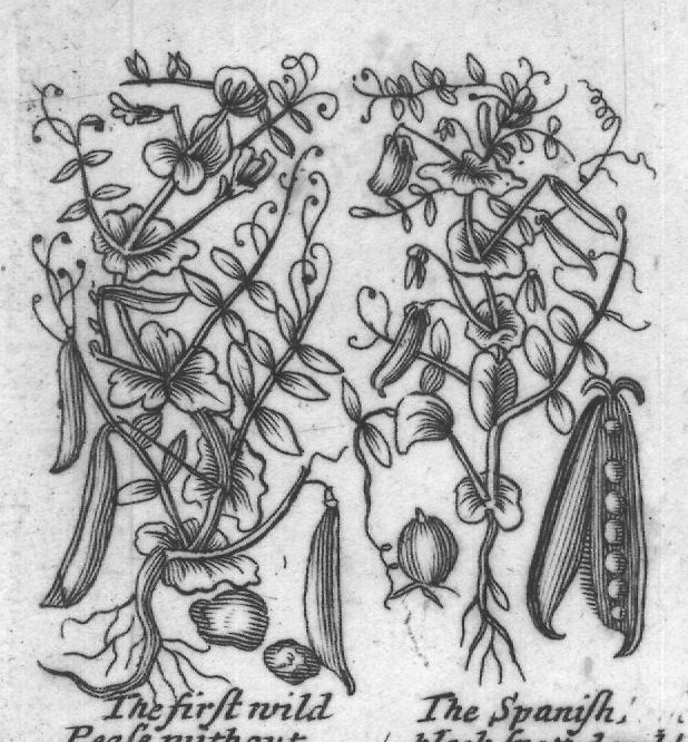 Engraved plant figure: Ronncivall