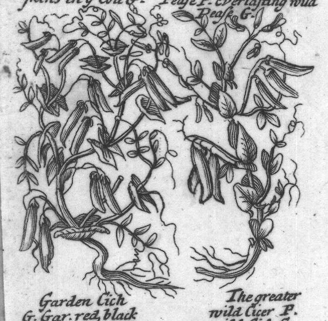Engraved plant figure: Ronncivall