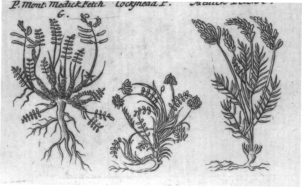 Engraved plant figure: A Differing Underground