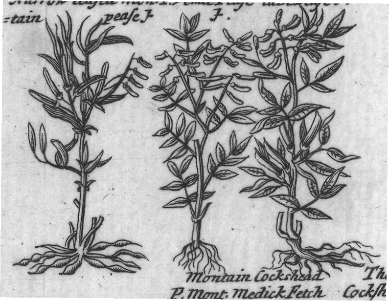Engraved plant figure: A Differing Underground