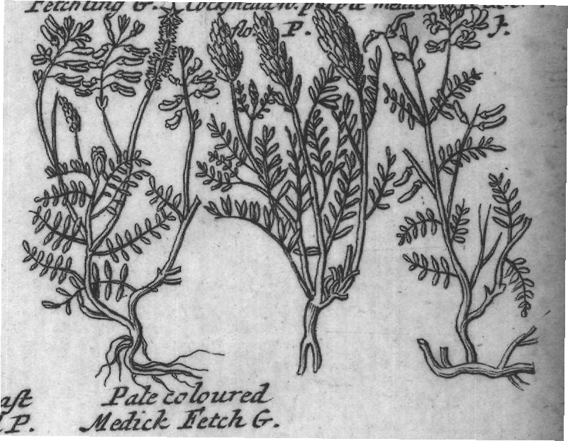 Engraved plant figure: A Differing Underground
