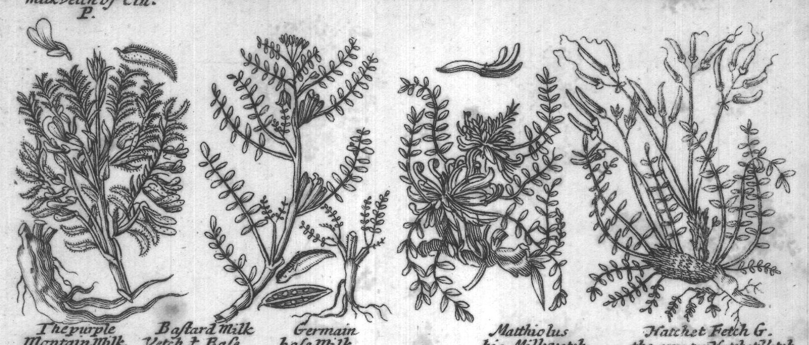 Engraved plant figure: Portugal milk