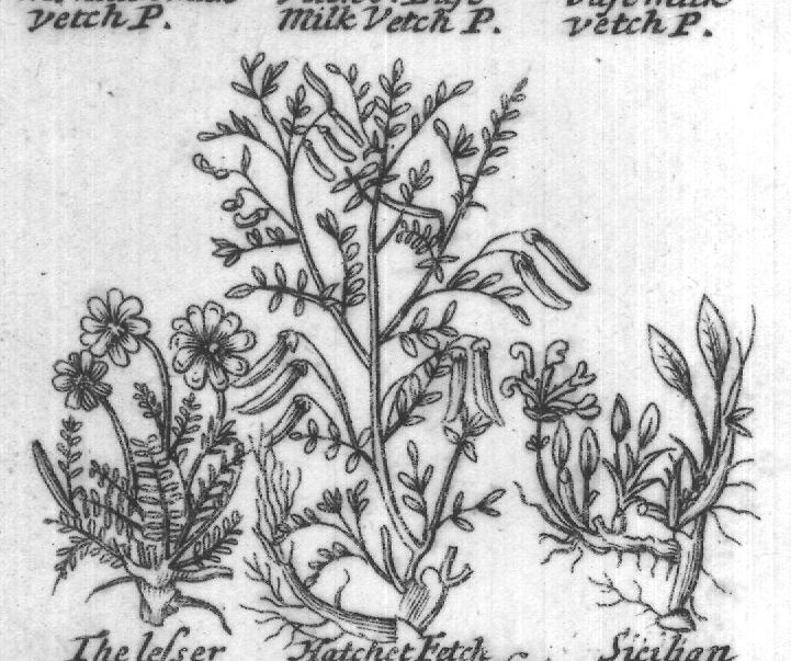 Engraved plant figure: Portugal milk