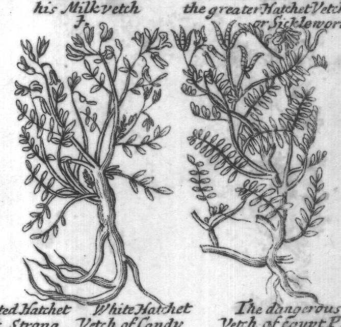 Engraved plant figure: Portugal milk