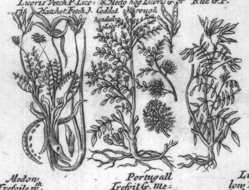 Engraved plant figure: Crooked