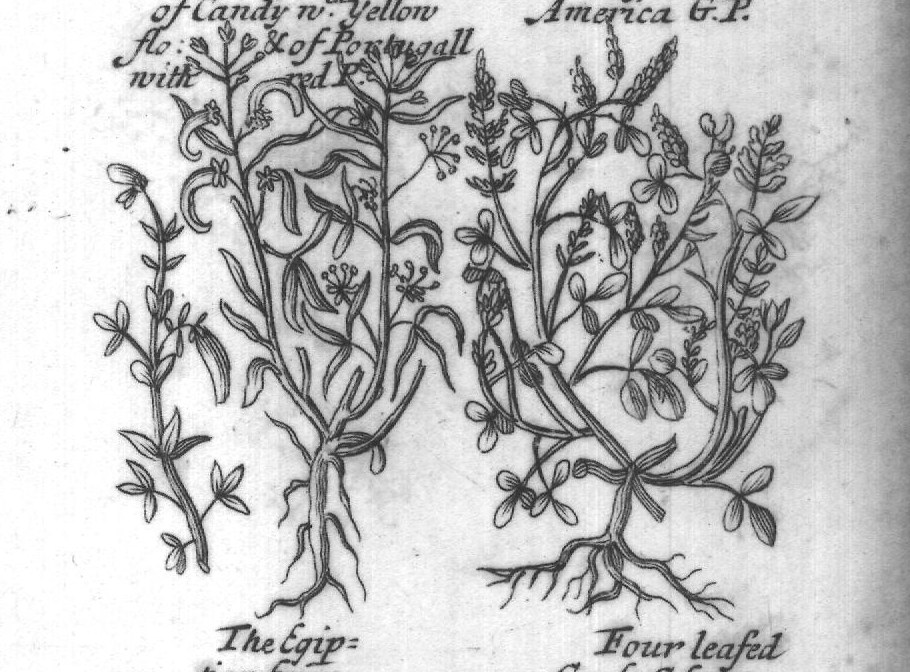 Engraved plant figure: Licoris