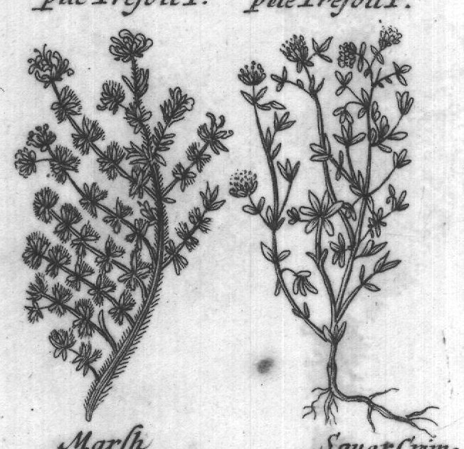 Engraved plant figure: Licoris