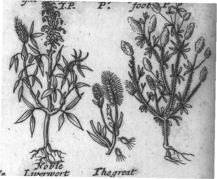 Engraved plant figure: Starry headed