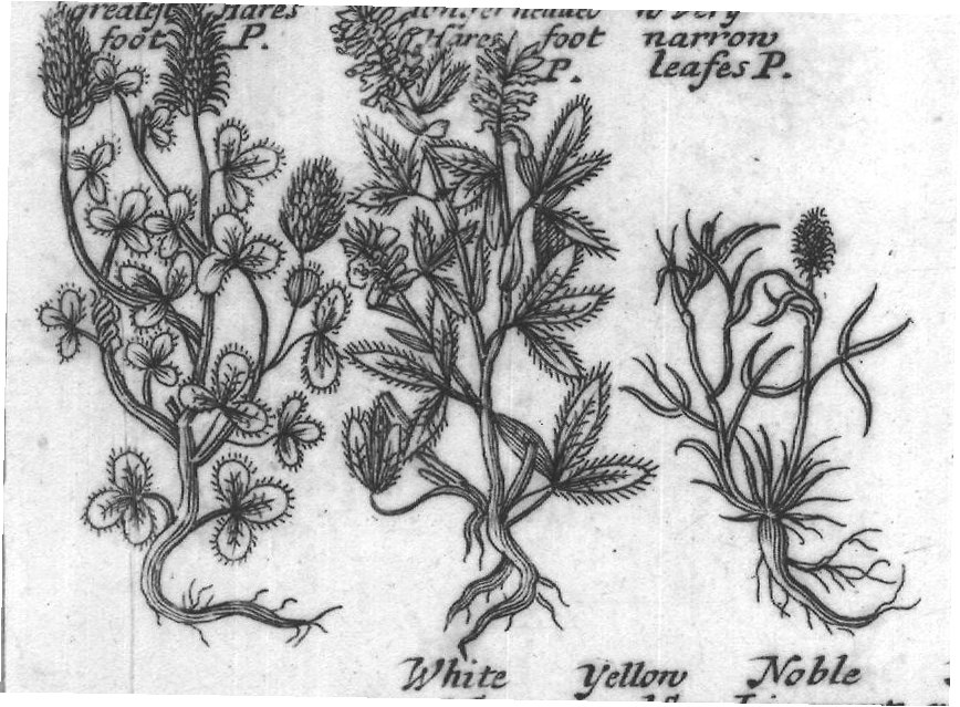 Engraved plant figure: Starry headed