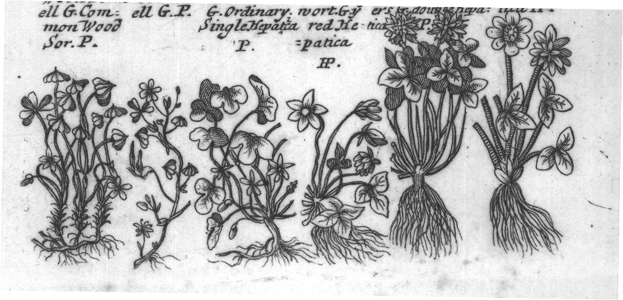 Engraved plant figure: Starry headed