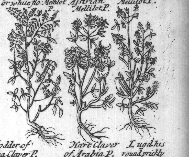 Engraved plant figure: Strong Smelling Strong